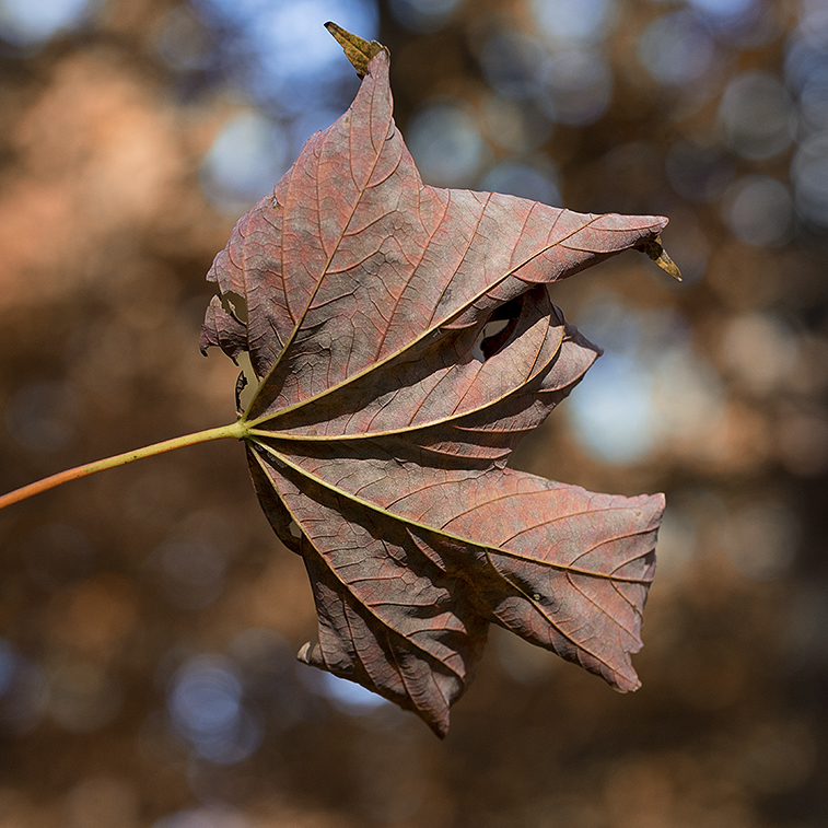 A! Marscheidt 20151101_Marscheid_0221 als Smartobjekt-1 Kopie.JPG